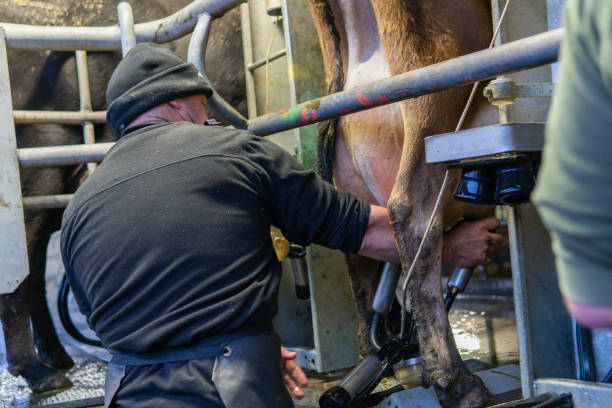 Male dairy farmer at work in the milking shed stock photo