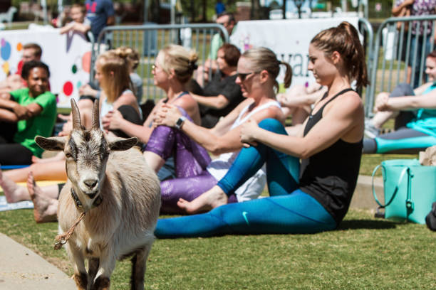 Goat Stands Among Women Stretching At Outdoor Goat Yoga Class A goat stands among women stretching in a goat yoga event at a public park on April 29, 2018 in Suwanee, GA. yoga pants photos stock pictures, royalty-free photos & images