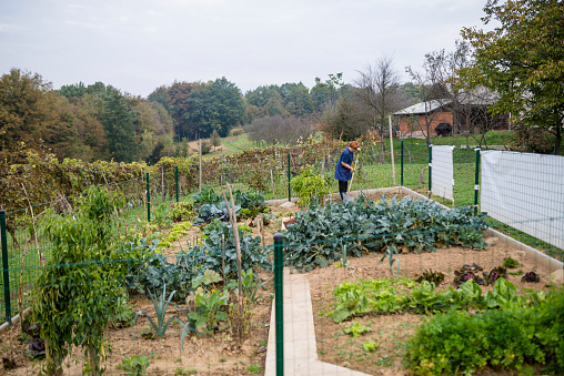 Senior woman is preparing a garden for planting vegetables.