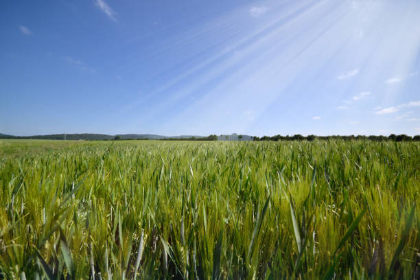 istock wheat field grain meadow agriculture vintage panorama 1057515228