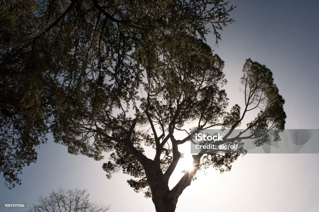 Light and shadow Light play of the sun in a treetop, Orvieto, Umbria, Umbria, Italy, Italia Horizontal Stock Photo