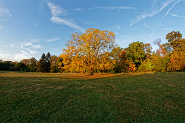 istock Tree in a clearing in the forest - Parc de Sceaux, France 1057519458