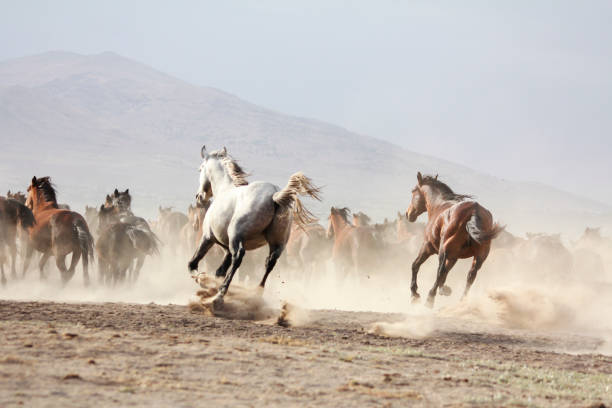 istock Horse herd run fast in desert dust against dramatic sunset sky. wild horses 1057519556