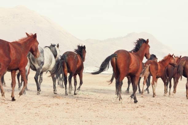 istock Horse herd run fast in desert dust against dramatic sunset sky. wild horses 1057519580