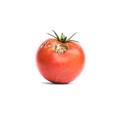 Tomato vegetable with a disease isolated on white.