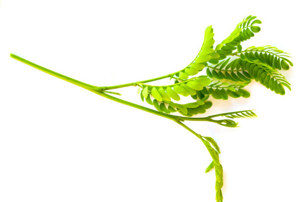 istock Green isolated leaf and autumn 1057523282