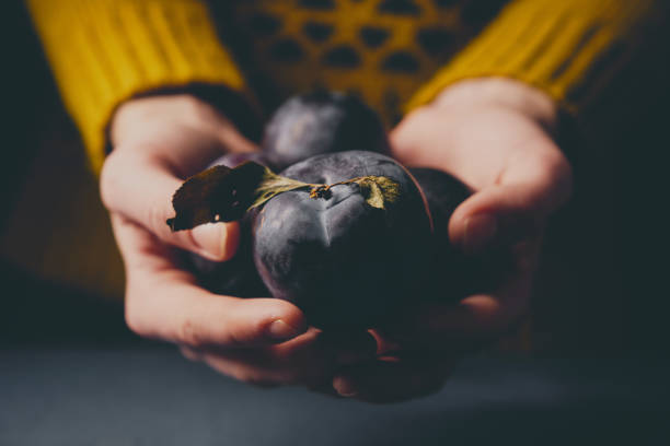 Hands with ripe plums