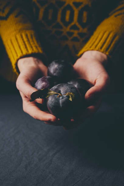 Hands with ripe plums