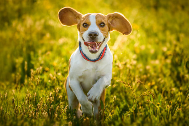 istock Beagle dog fun on meadow in summer outdoors run and jump towards camera 1057525452