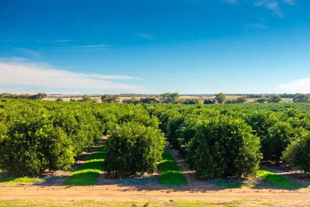 Riverland citrus orchard , South Australia