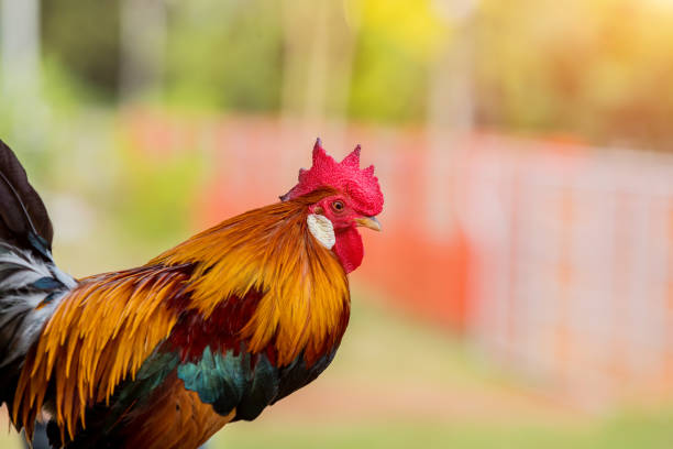 istock Rooster portrait. Beautiful multi colored rooster photographed close up 1057529534