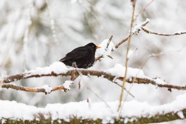istock Blackbird on a snowy branch in woods 1057532054