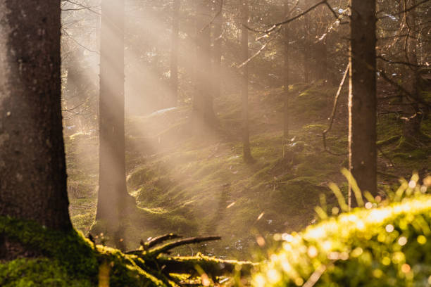 istock Magical Deep foggy Autumn Forest. Park. Beautiful Scene Misty Old Forest with Sun Rays, Shadows and Fog. Scenic Landscape 1057536184