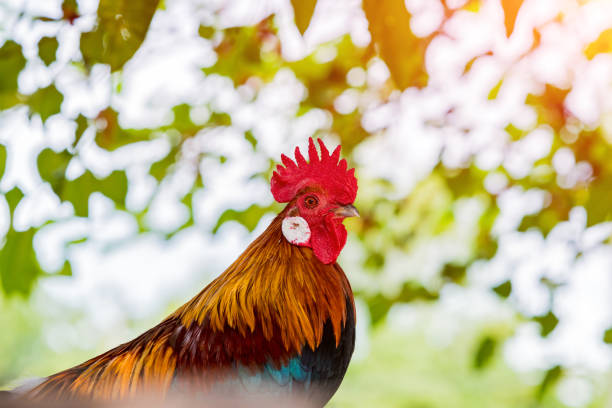 istock Rooster portrait. Beautiful multi colored rooster photographed close up 1057536262