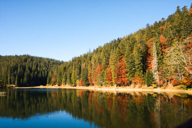 istock Synevyr lake autumn landscape 1057536390