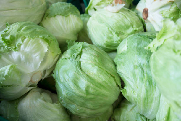 fresh green and raw lettuce  background - iceberg lettuce imagens e fotografias de stock