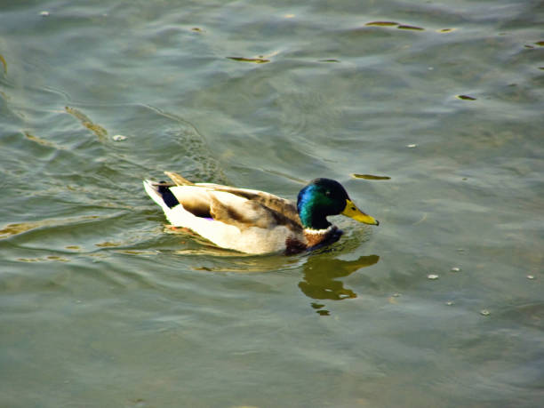 istock Male duck in the river 1057538130