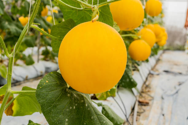 istock Yellow cantaloupe melons plants growing in garden 1057538474