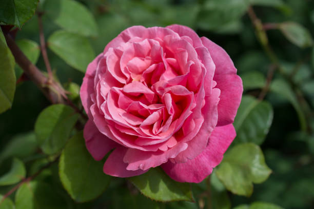 istock Blooming beautiful colorful rose in floral background 1057538672