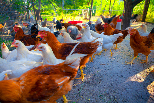 hens on free range poultry farm