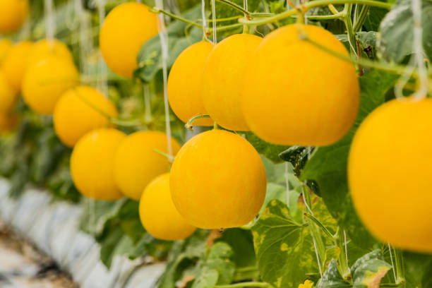 istock Yellow cantaloupe melons plants growing in garden 1057540120