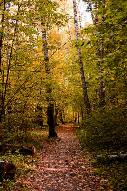 istock Path in the wood or park.Autumn season 1057540464