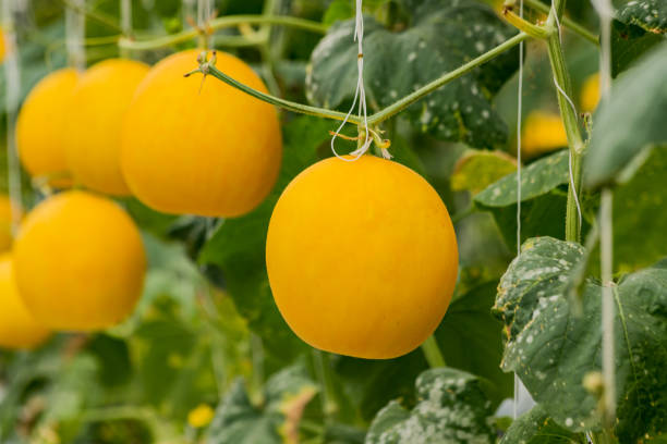 istock Yellow cantaloupe melons plants growing in garden 1057542302