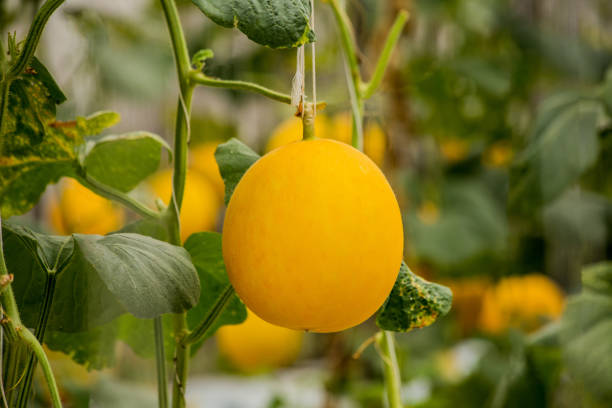 istock Yellow cantaloupe melons plants growing in garden 1057542810