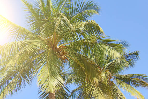 istock Green beautiful palms with coconuts against the blue sky. Beautiful tropical and exotic background or landscape. Copy Space 1057543026