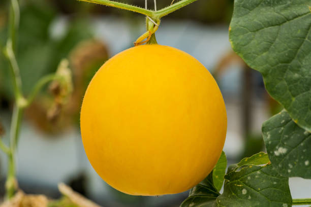 istock Yellow cantaloupe melons plants growing in garden 1057543164