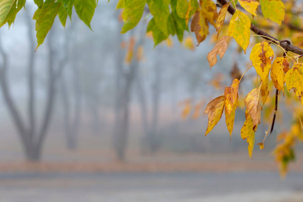 Beautiful calm misty autumn park yellow leaves frame stock photo
