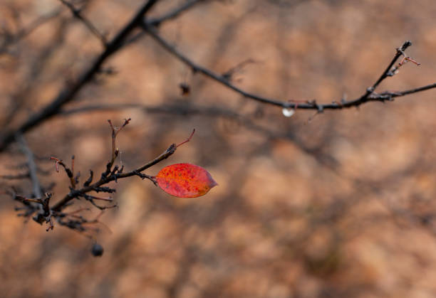 Lonely red leaf in wet autumn park stock photo