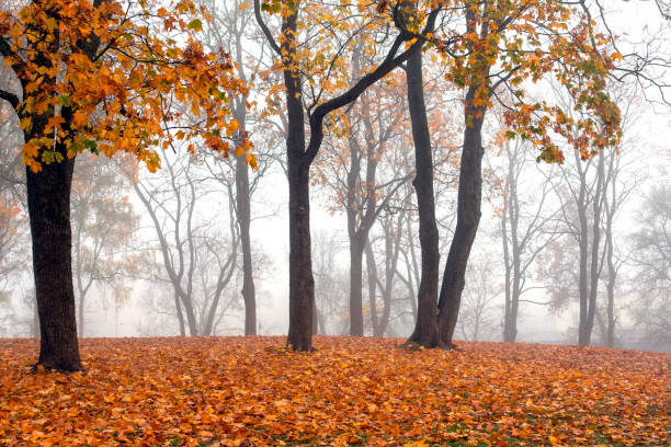 View of misty autumn park  with fallen leaves stock photo