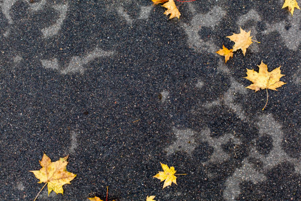 Autumn leaves on dark grey wet pavement background stock photo