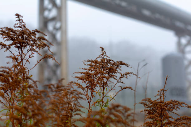 Brown autumn grass in misty urban landscape stock photo