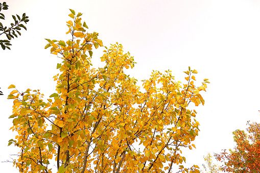 white background yellowed leaves of trees,
