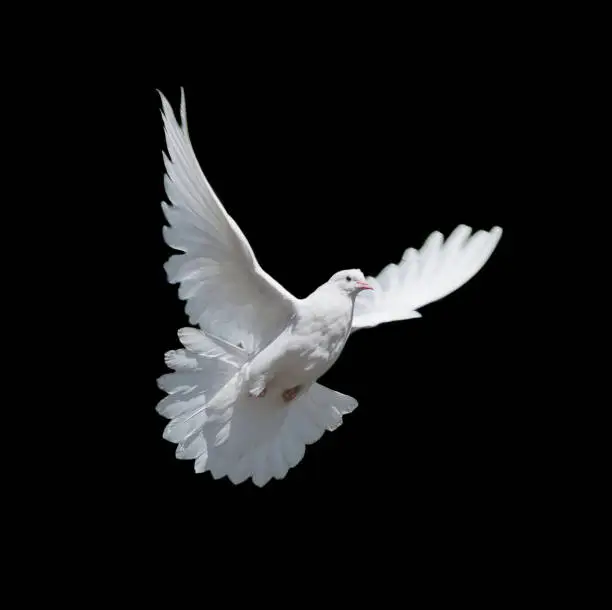 Flying white dove isolated on black background