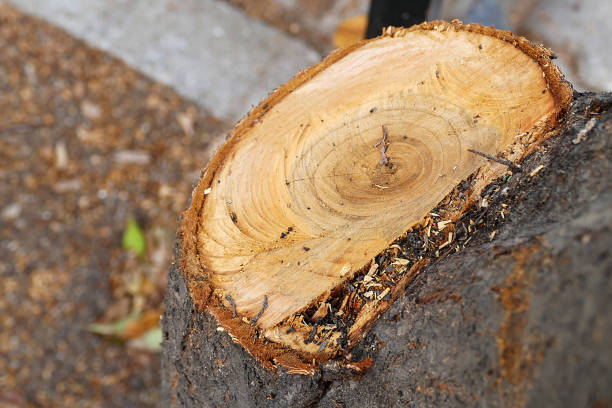 istock chopned trees with a chainsaw, cut trees,close up, 1057545322