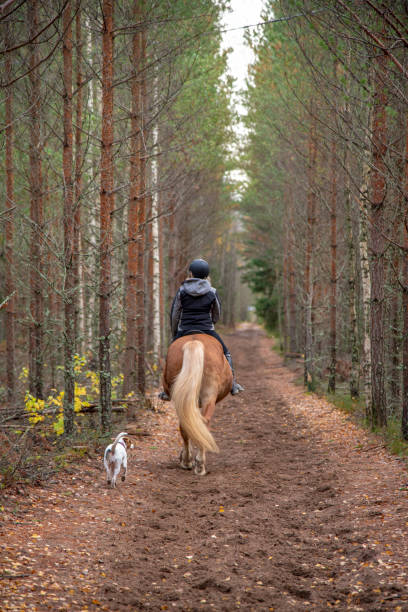 istock Woman horseback riding in autumn forest 1057547088