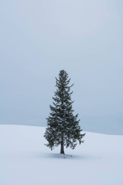 istock Pine tree on the snowy field in Biei 1057549104