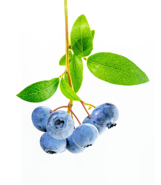 istock Branch of blueberries with leaves. 1057549282