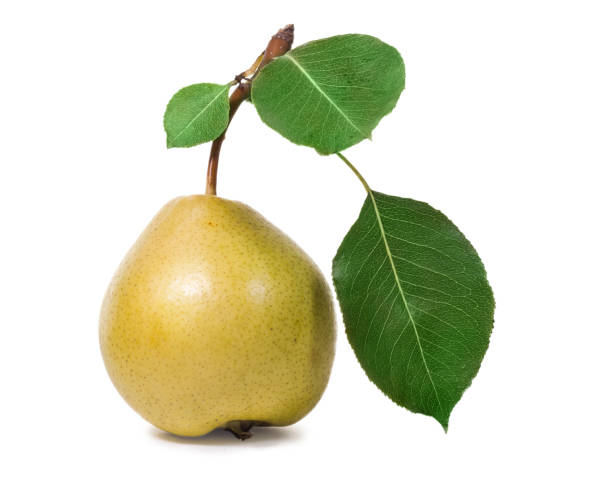 istock Ripe pear with leaves, isolated on white background. 1057549290