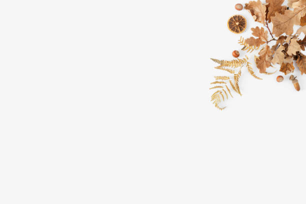 istock Top view dried leaves acorns dry orange nuts white background copy space Autumn fall background 1057549332