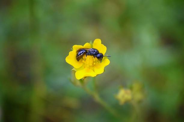 Mason Carpenter bee (Hymenoptera, Apidae) nestled into yellow flower collecting pollen and nectar along hiking trails to Doughnut Falls in Big Cottonwood Canyon, in the Wasatch front Rocky Mountains, Utah, Western USA. stock photo