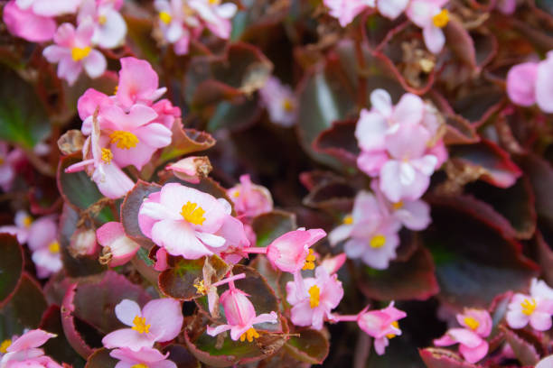istock Gegonia flowers 1057549402