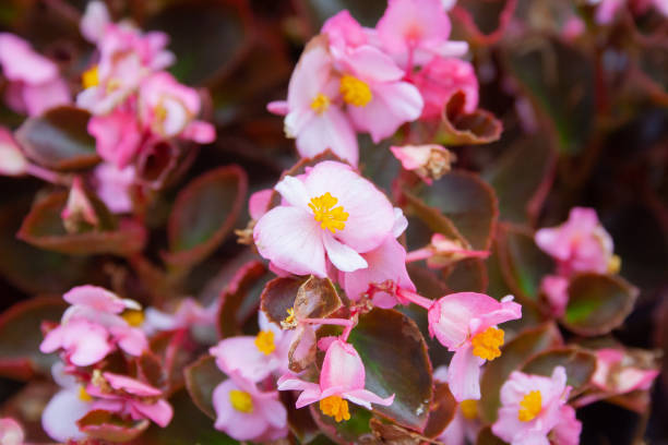 istock Gegonia flowers 1057549412