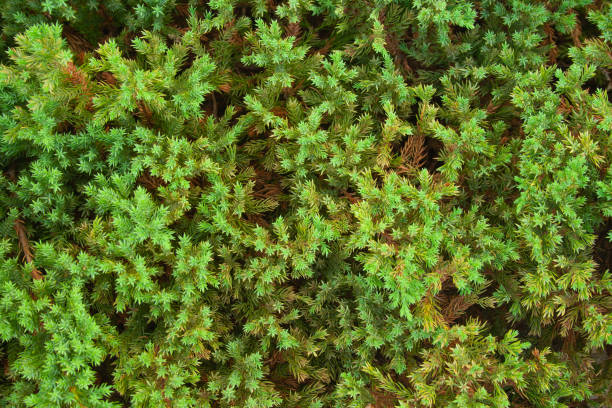 Green juniper background Green wall of juniper close up. Place for text on green juniper juniperus horizontalis stock pictures, royalty-free photos & images