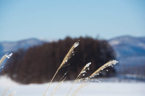 istock Japanese pampas grass in winter 1057549818