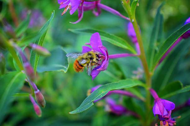 Bumble bee (Bombus huntii, Hymenoptera, Apidae, Bombinae) collecting pollen and nectar from wild flowers along hiking trails to Doughnut Falls in Big Cottonwood Canyon, in the Wasatch front Rocky Mountains, Utah, Western USA. abejorro (bombus huntii, hymenoptera, apidae, bombinae) recoger polen y néctar de flores silvestres a lo largo de rutas de senderismo a dona cataratas en big cottonwood canyon, en el wasatch frente montañas rocosas, utah, e.e.u.u. occidentales.