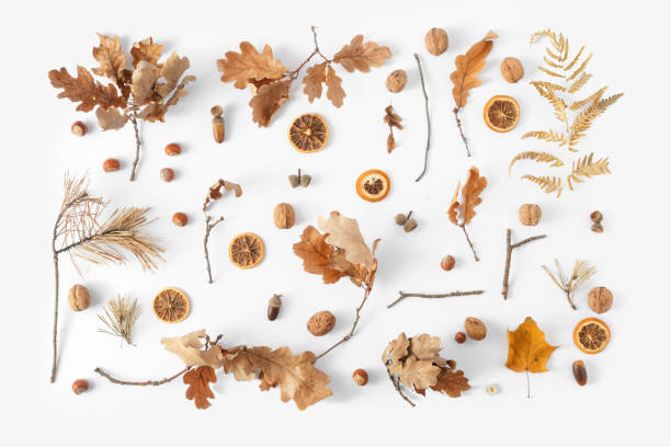 istock Top view dried leaves white background Autumn fall flat lay 1057550174